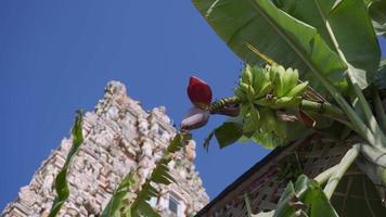 Close up the bees gather nectar at banana flower near Indian temple video