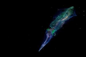 calamar sepia bajo el agua por la noche foto