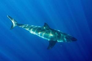 Great White shark ready to attack photo