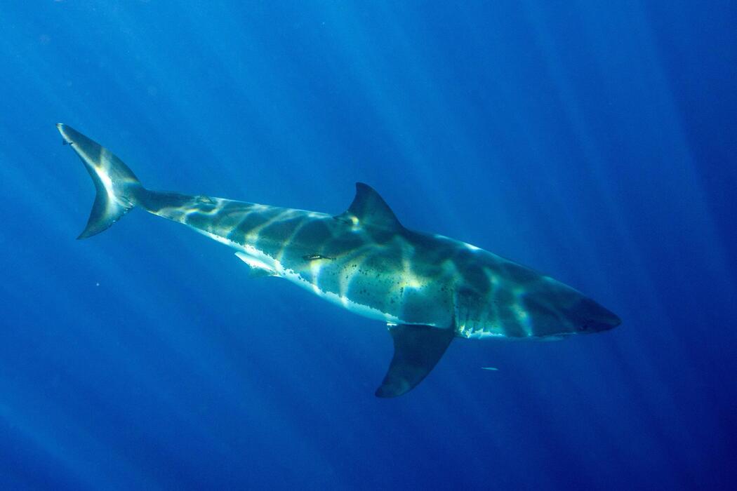 Mako Shark Stock Photos, Images and Backgrounds for Free Download