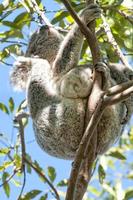 Koala relaxing on a tree photo
