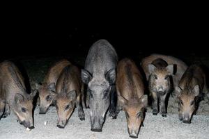 recién nacido perrito joven salvaje Jabali comiendo un pan a noche foto