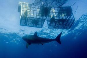 Great White shark ready to attack photo