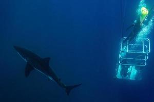 Divers in a cage with Great White shark underwater photo