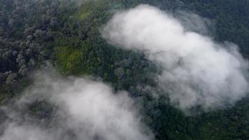 antenne visie ochtend- mist wolk Actie over- regenwoud video