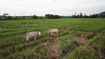 Cow family tied by farmer eat grass in paddy field. video