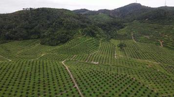 Drone shot fly over young oil palm video
