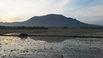 wit zilverreiger vogelstand blijven in rijstveld veld- video