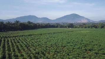 aéreo ver mosca terminado patatas granja a Malasia en tarde video