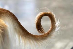 Afghan greyhound dog tail photo