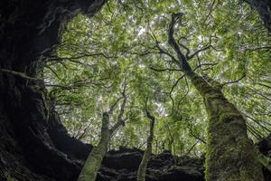 árbol de vida ramas retortijón juntos foto