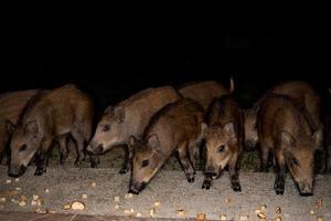 recién nacido perrito joven salvaje Jabali comiendo un pan a noche foto