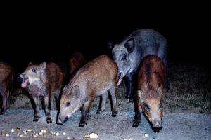 recién nacido perrito joven salvaje Jabali comiendo un pan a noche foto