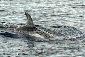 risso delfín grampus en el mediterráneo foto