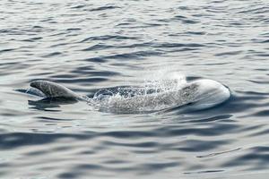 risso delfín grampus en el mediterráneo foto