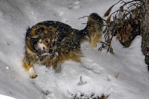 Dog portrait in the snow background photo