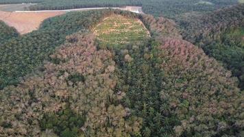 Aerial view oil palm farm is redevelop video