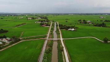 aereo Visualizza acqua ruscello a verde risaia campo video