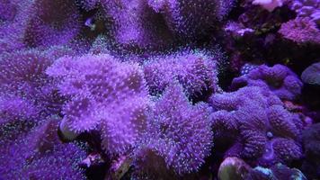 Coral reef and fish in purple aquarium video