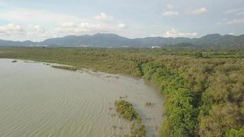 drone coup mangrove forêt video