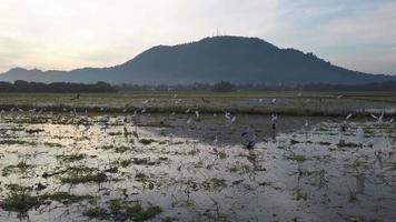 Egret and Asian openbill stork stay together video