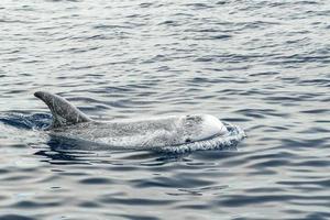 Risso Dolphin Grampus in Mediterranean photo