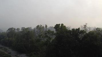 antenne vlieg over- mangrove boom in rook video