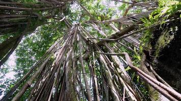 Tilt up and panning banyan tree video