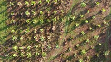 Aerial top down view and descending banana tree video