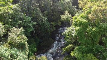 Antenne fliegen Über das Grün üppig Wald Baum und aussehen Nieder Strom fließen video