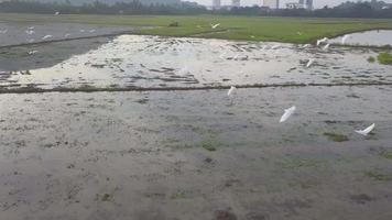 aéreo ver seguir rebaño de blanco garceta mosca en arrozal granja video