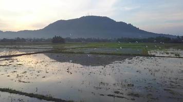 Egret birds fly at paddy field video