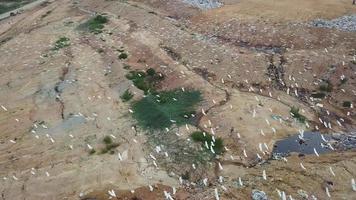 Aerial view thousand of egrets fly over dumping site video
