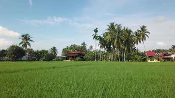 Move over green paddy field video