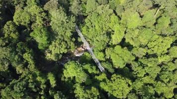 Aerial descending and look down Sungai Sedim tree top walk video