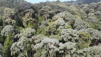 aérien vue vert forêt dans Malaisie video