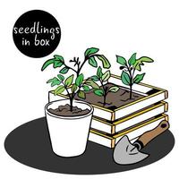 Seedlings of tomatoes, peppers in biodegradable pots, wooden box. Germinating plant seeds. transplanting seedlings.
