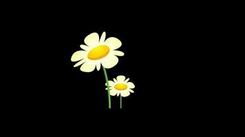 Schleife Animation von schön Blume transparent Hintergrund mit ein Alpha Kanal. video
