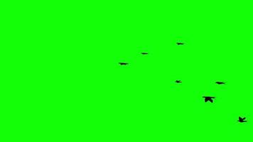 Flock of Black crows birds flying in the sky on green screen with alpha channel. video