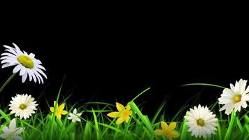 Loop animation of beautiful flower and grass transparent background with an alpha channel. video