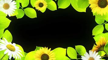 girasole floreale telaio sfondo trasparente sfondo con un alfa canale. video