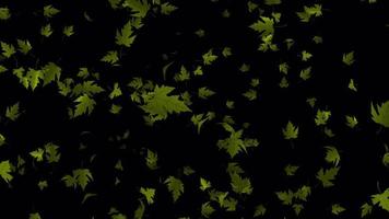 Beautiful maple leaves animation with transparent background. Leaves falling animation in 4K ultra HD video