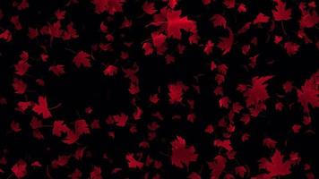 Beautiful animation with maple leaves. Leaves falling animation in 4K ultra HD, Loop and transparent video for background