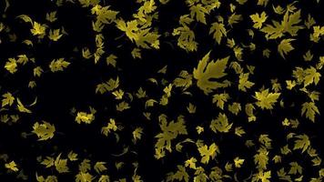 schön Animation mit Herbst Blätter. Blätter fallen Animation im 4k Ultra hd, geloopt Animation mit transparent Hintergrund video