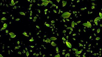 Beautiful loop animation with leaves. Green leaves falling animation in 4K ultra HD video