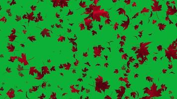 hermosa animación con rojo arce hojas. hojas que cae animación en 4k ultra alta definición, lazo animación con verde pantalla video