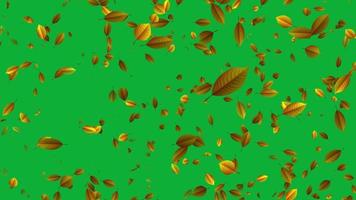 schön Animation mit Blätter. Blätter fallen Animation im 4k Ultra hd, Schleife Animation mit Grün Bildschirm Video