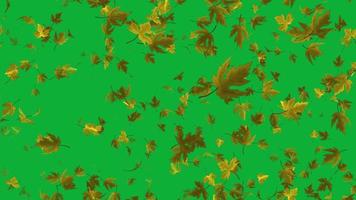 hermosa hojas que cae animación en verde pantalla video. hojas que cae animación en 4k ultra alta definición, lazo vídeo con verde pantalla video