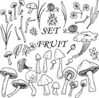 Set of mushrooms. Vector illustration of a set of mushrooms. Botany plants flowers and leaves.