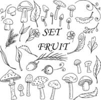 conjunto de hongos. vector ilustración de un conjunto de hongos. botánica plantas flores y hojas.